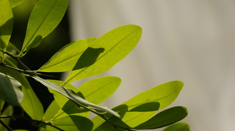 Planta de coca