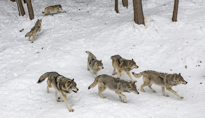 Lobos