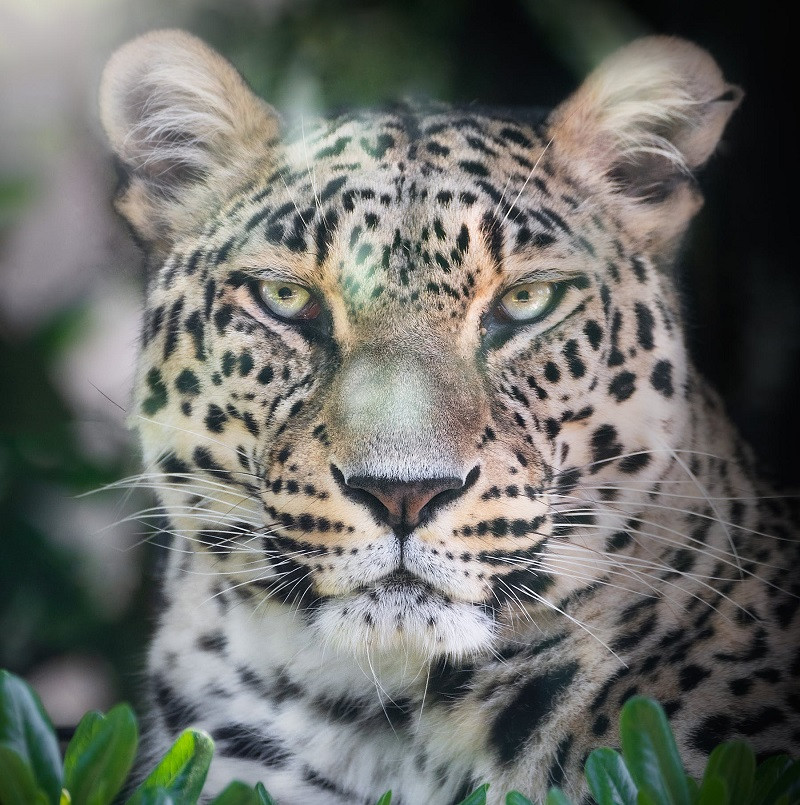 Cuento el jaguar
