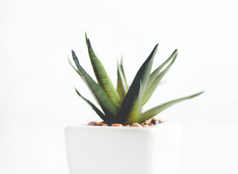 Aloe vera