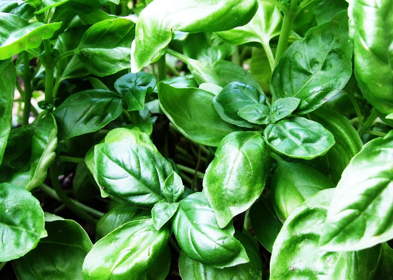 Albahaca