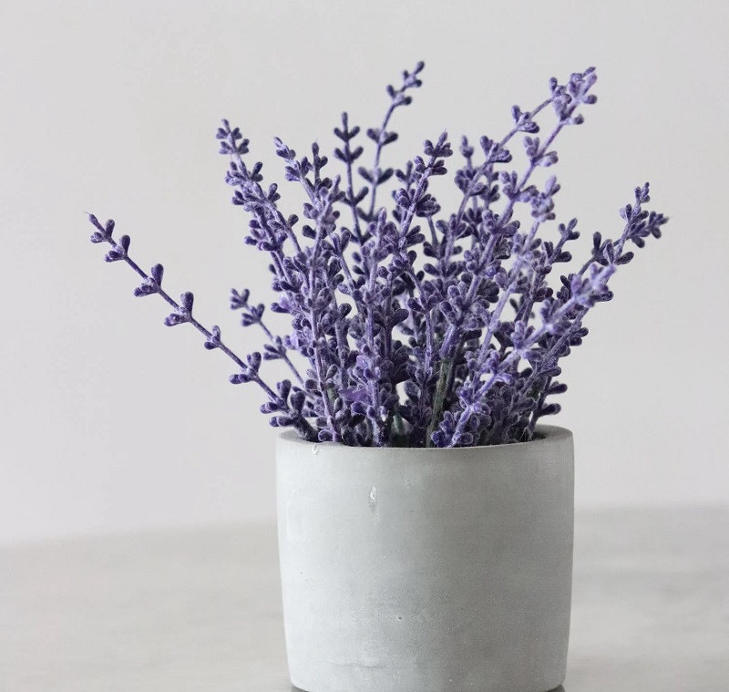 Lavanda en maceta