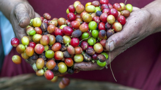 Agricultura de subsistencia