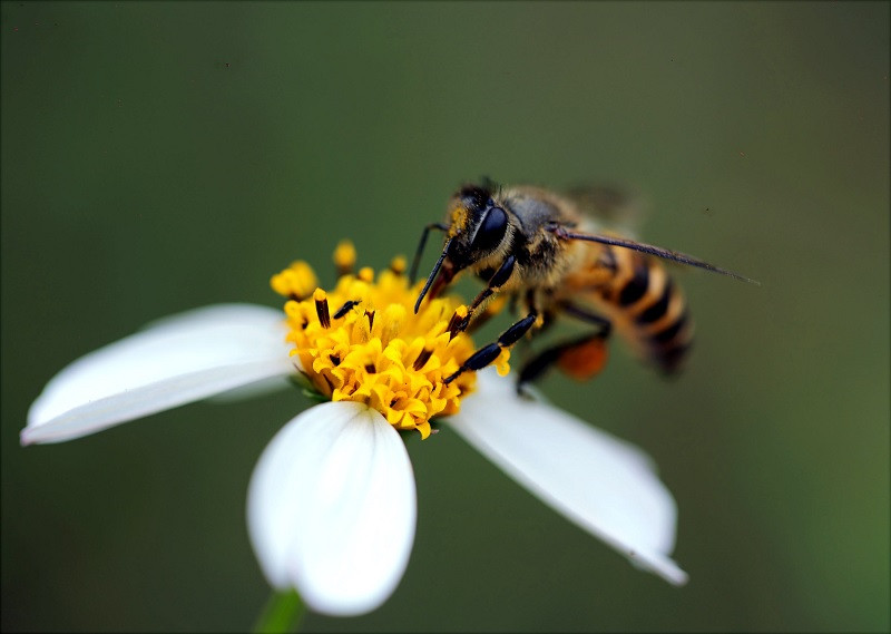 Abeja