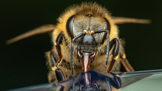 Tienen cognición los insectos