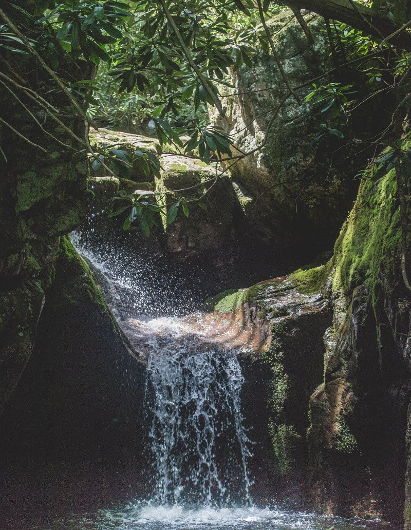 Jungla de ecuador