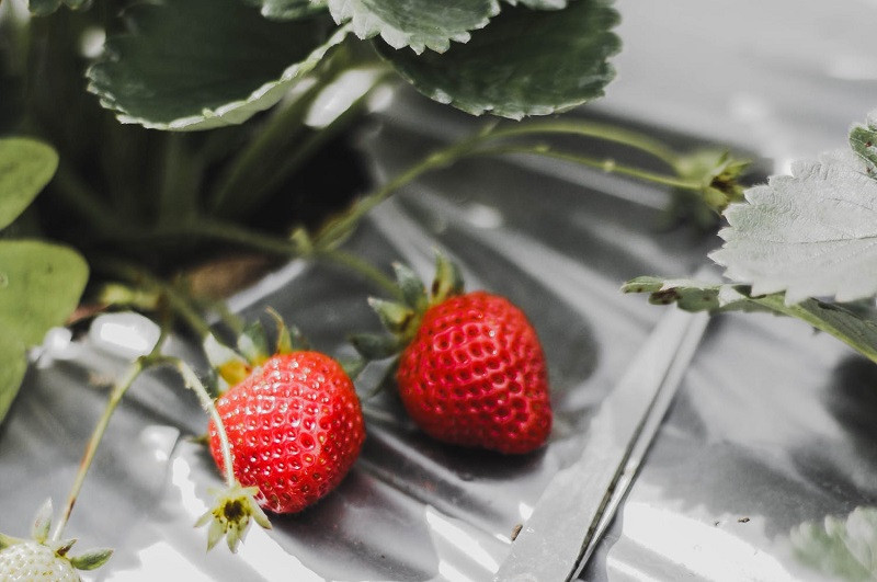 Frutas de grano