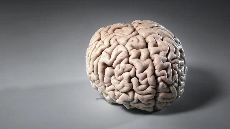 Cerebro