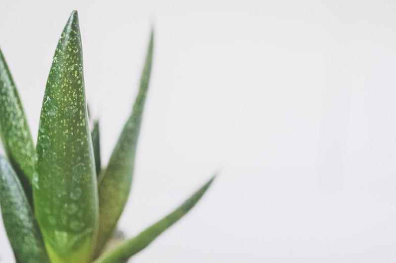 Aloe vera