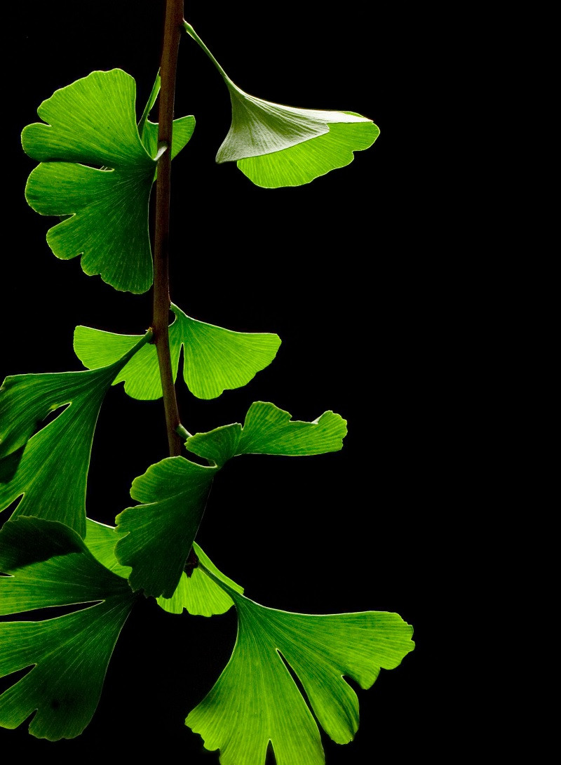 Gingko