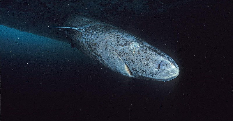 Tiburón Boreal