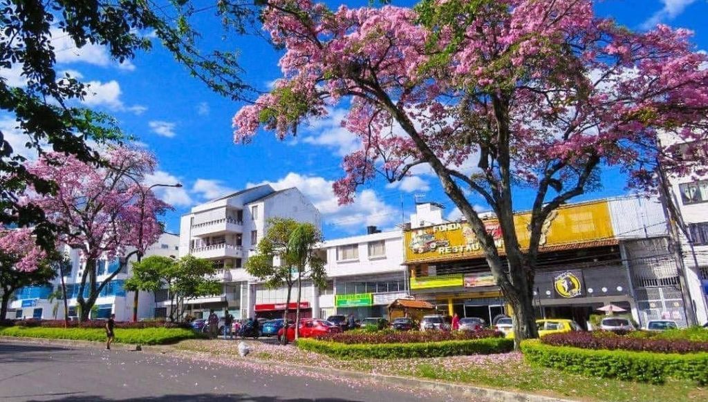 Psicólogos expertos en Terapia de Pareja en Ibagué