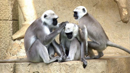 Social grooming