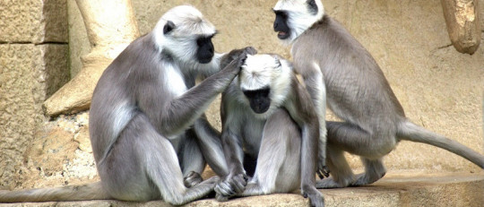 Social grooming