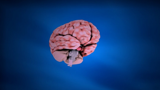 Imagen de un cerebro.