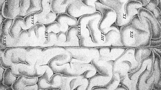 Detalle de la corteza cerebral.