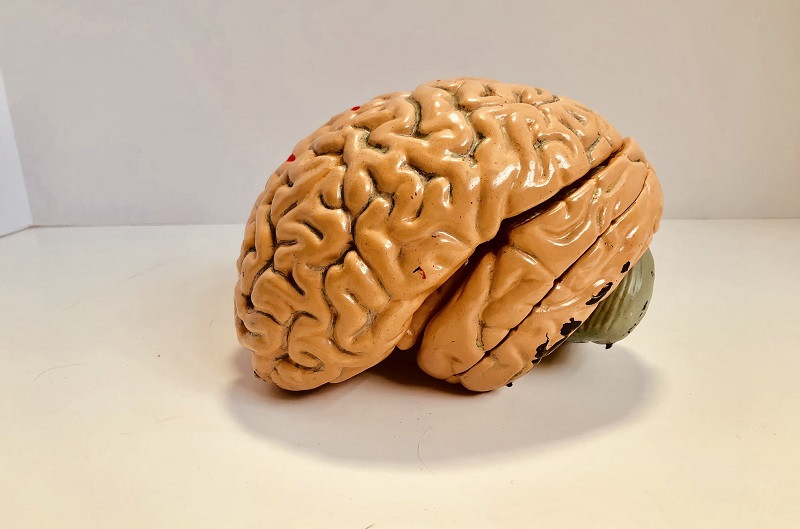 Estudio del cerebro