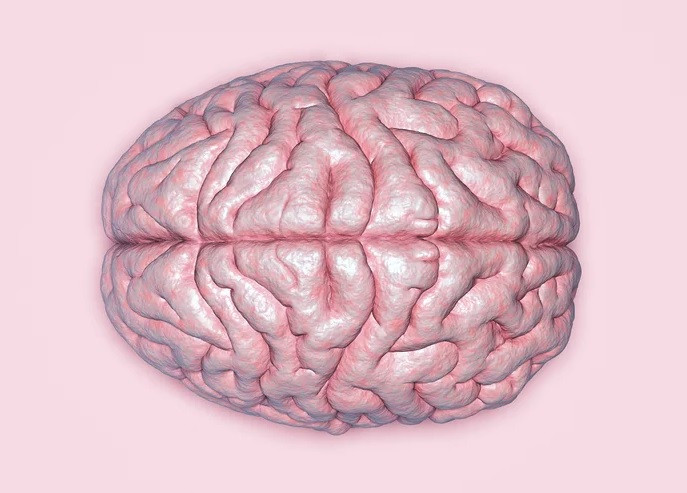 Hemisferios del cerebro
