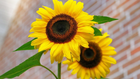 Un girasol.