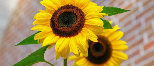 Un girasol.