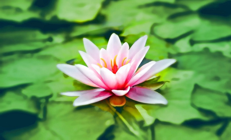 Ambiente de meditación