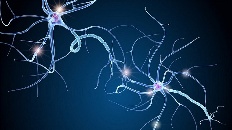 Etapas de la poda neuronal