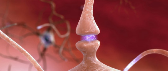 Poda neuronal