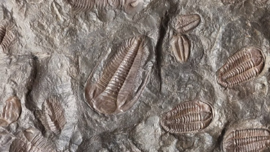Eras Geológicas