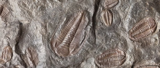 Eras Geológicas