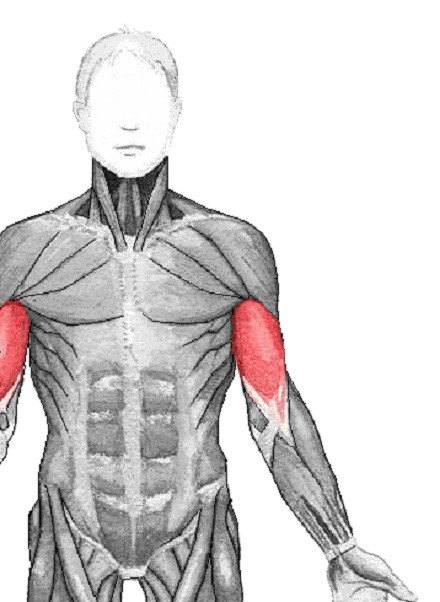 Biceps braquial