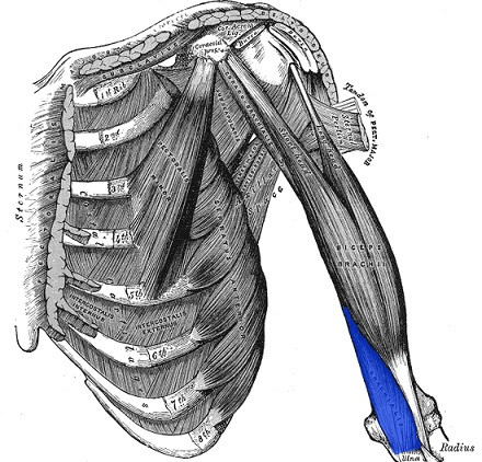 Braquial