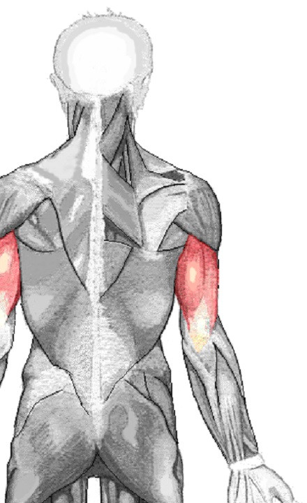 Triceps braquial