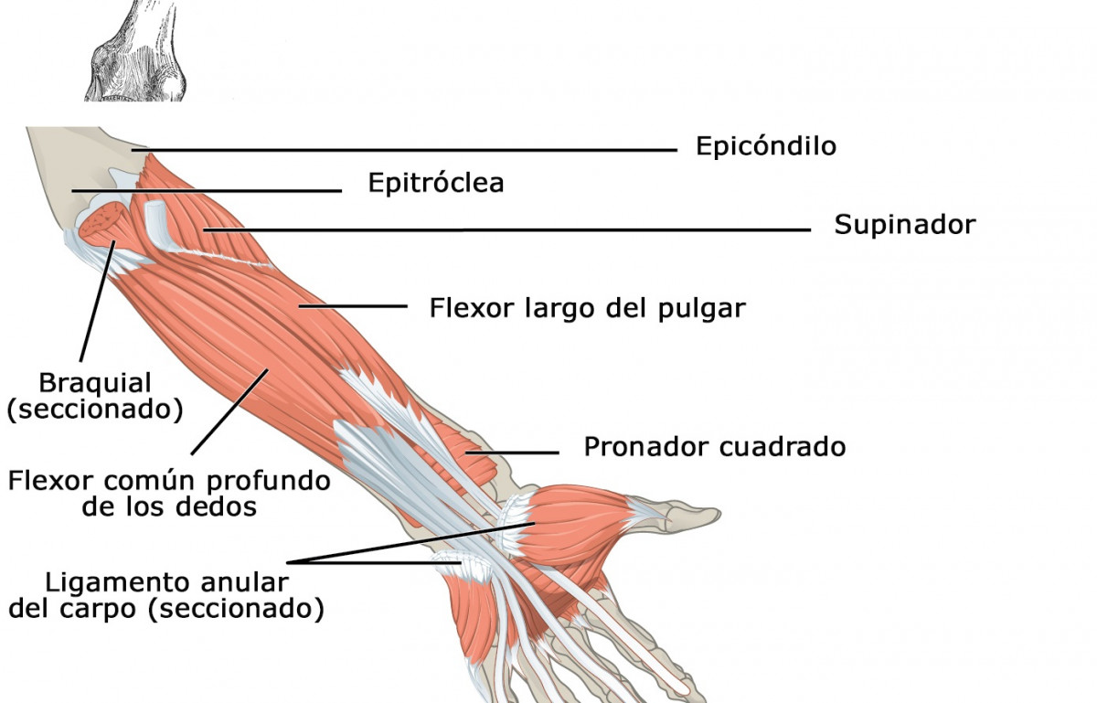 Músculo flexor profundo de los dedos