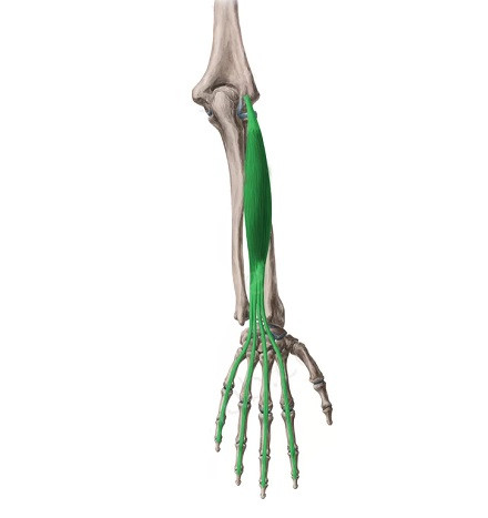 Músculo extensor de los dedos