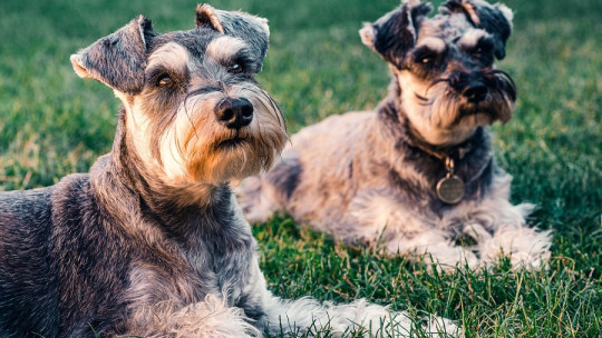 Cómo se interviene en la fobia a los perros en psicoterapia