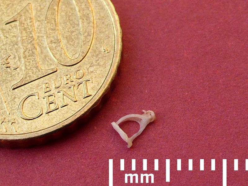 Hueso más pequeño del cuerpo humano