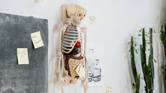 Preguntas sobre el cuerpo humano