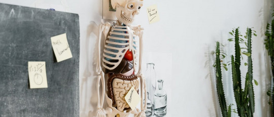 Preguntas sobre el cuerpo humano