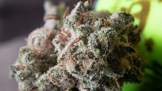 Efectos de la marihuana en el sistema nervioso
