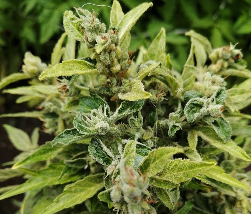 Efectos del cannabis
