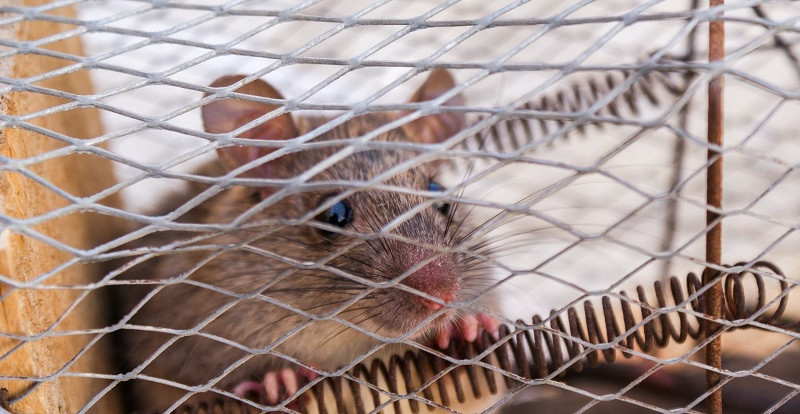Ratones en la caja de Skinner