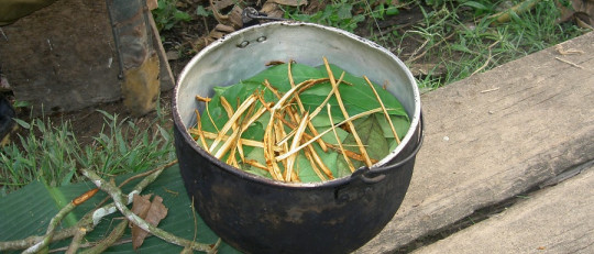 Ritual de ayahuasca