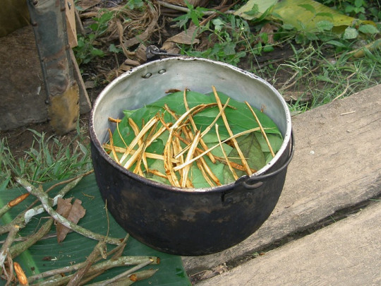 Ritual de ayahuasca