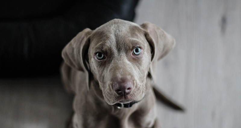 Terapia psicológica con perros