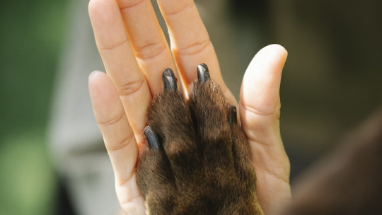 Beneficios psicológicos de la terapia asistida con perros