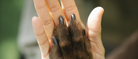 Beneficios psicológicos de la terapia asistida con perros