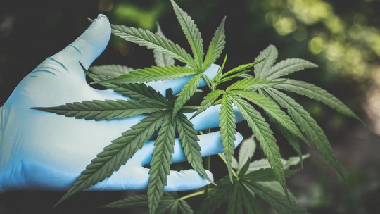 Qué es el CBD
