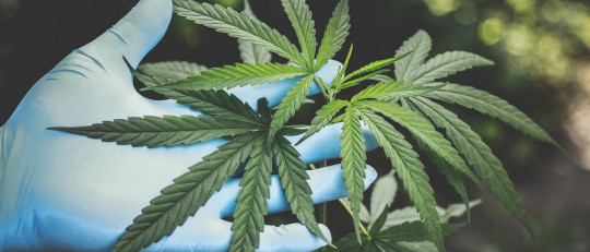 Qué es el CBD