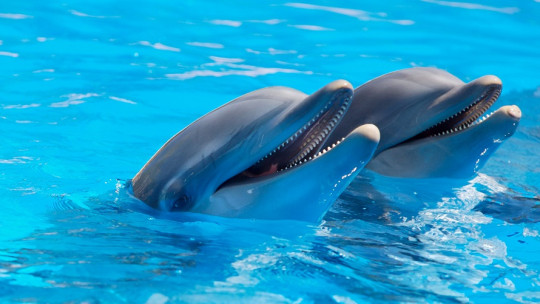 Delfinoterapia
