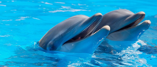 Delfinoterapia